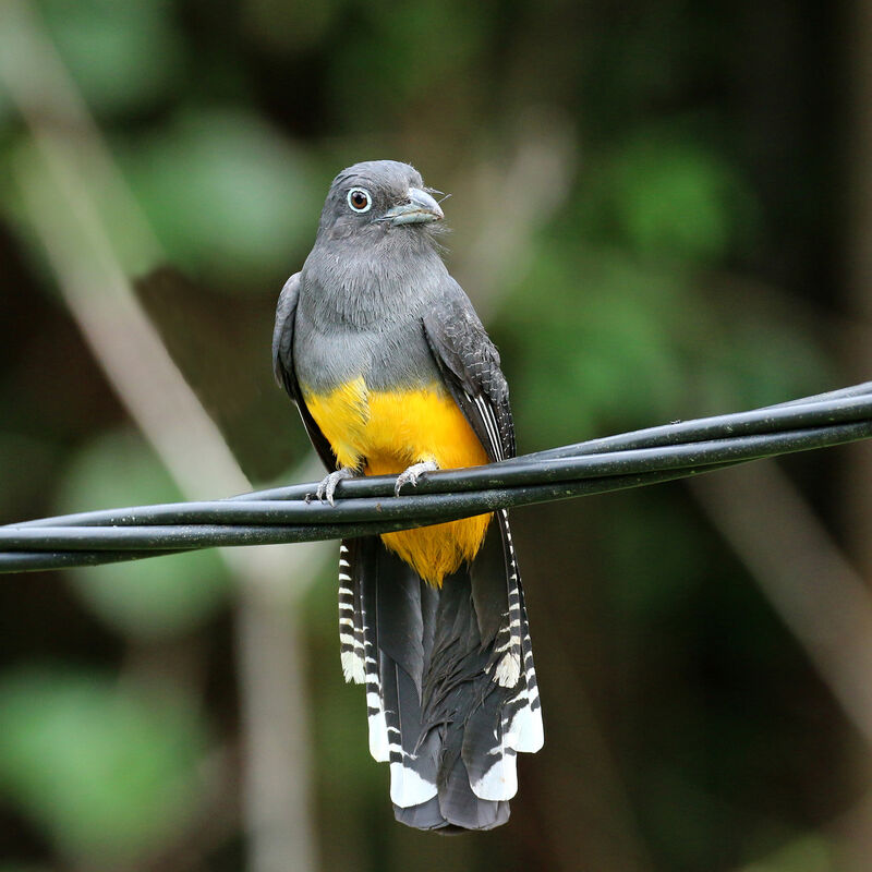 Trogon à queue blanche femelle adulte