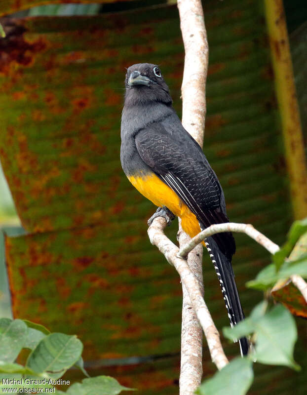 Trogon à queue blanche femelle adulte, identification