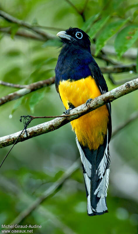 Trogon à queue blanche, identification