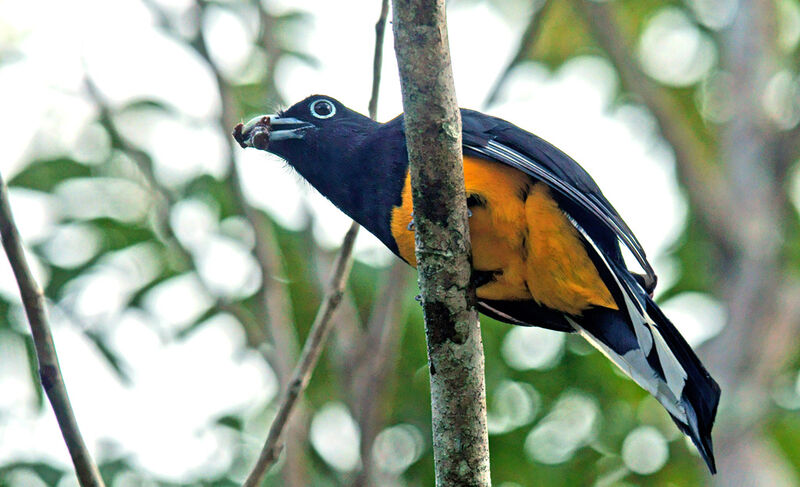 Trogon à queue blanche mâle adulte, régime