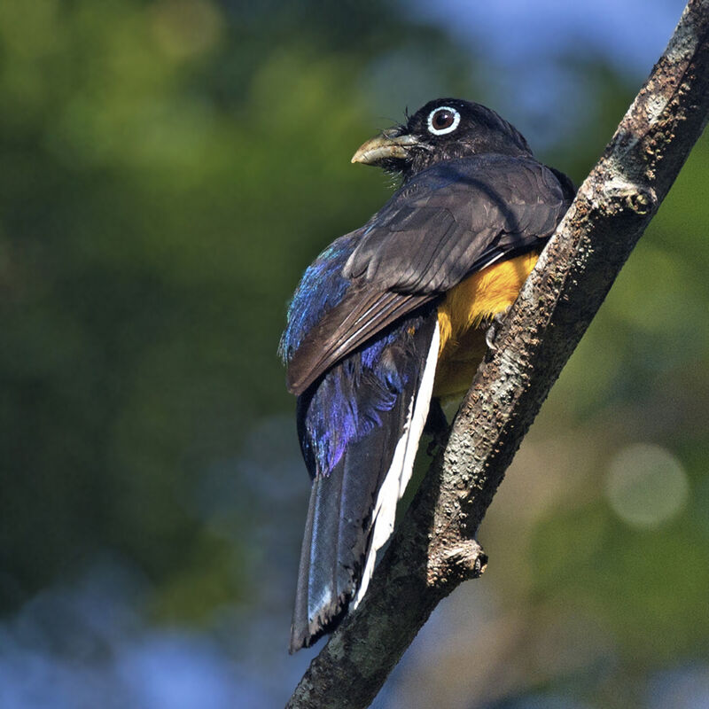 Trogon à queue blanche mâle adulte