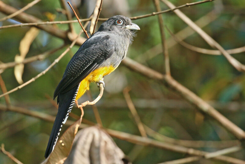 Trogon à queue blanche femelle adulte