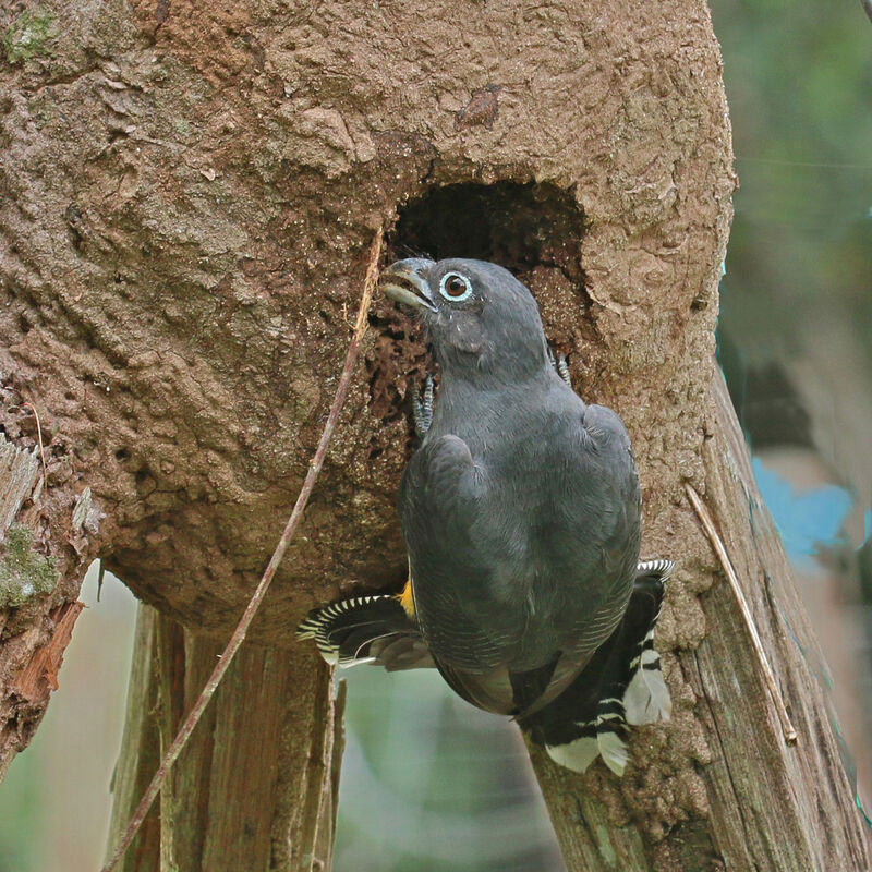 Green-backed Trogon female adult, Reproduction-nesting