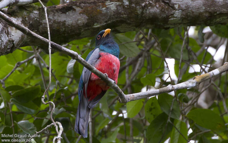 Trogon à queue noire mâle adulte, identification