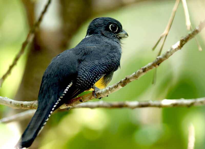 Guianan Trogon