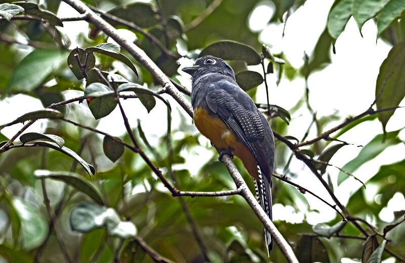 Trogon violacé femelle adulte