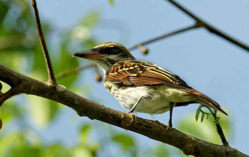 Tyran audacieux, identification