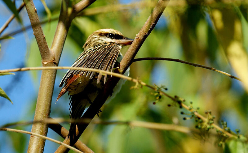 Streaked Flycatcher