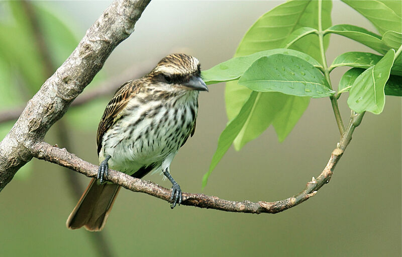 Streaked Flycatcher