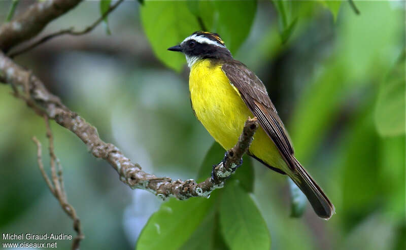 Rusty-margined Flycatcher, identification