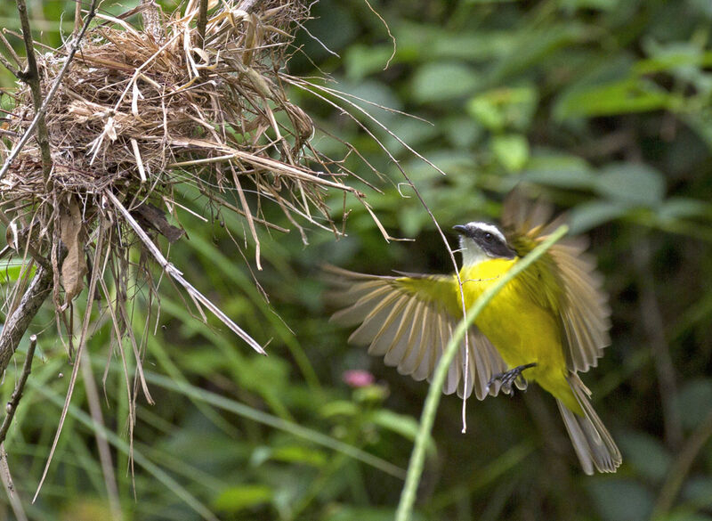 Rusty-margined Flycatcher