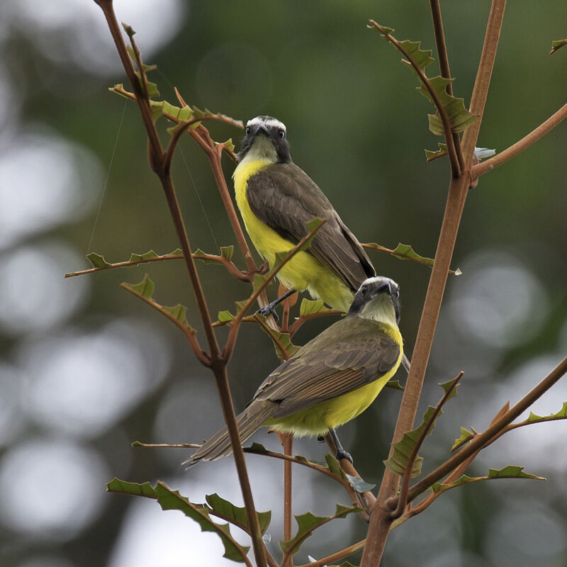 Rusty-margined Flycatcher 