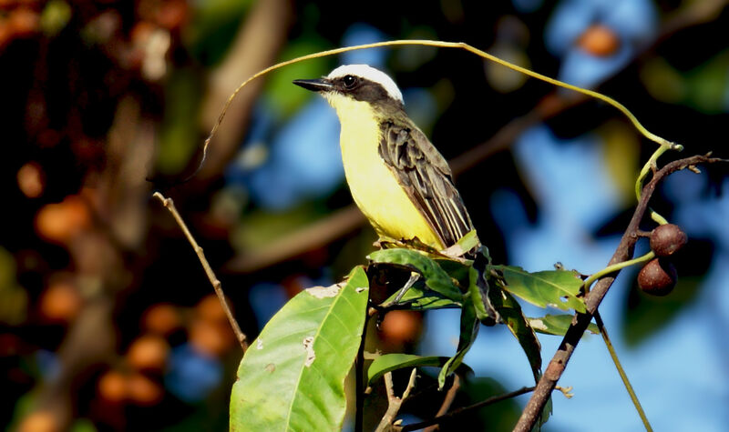 Yellow-throated Flycatcher