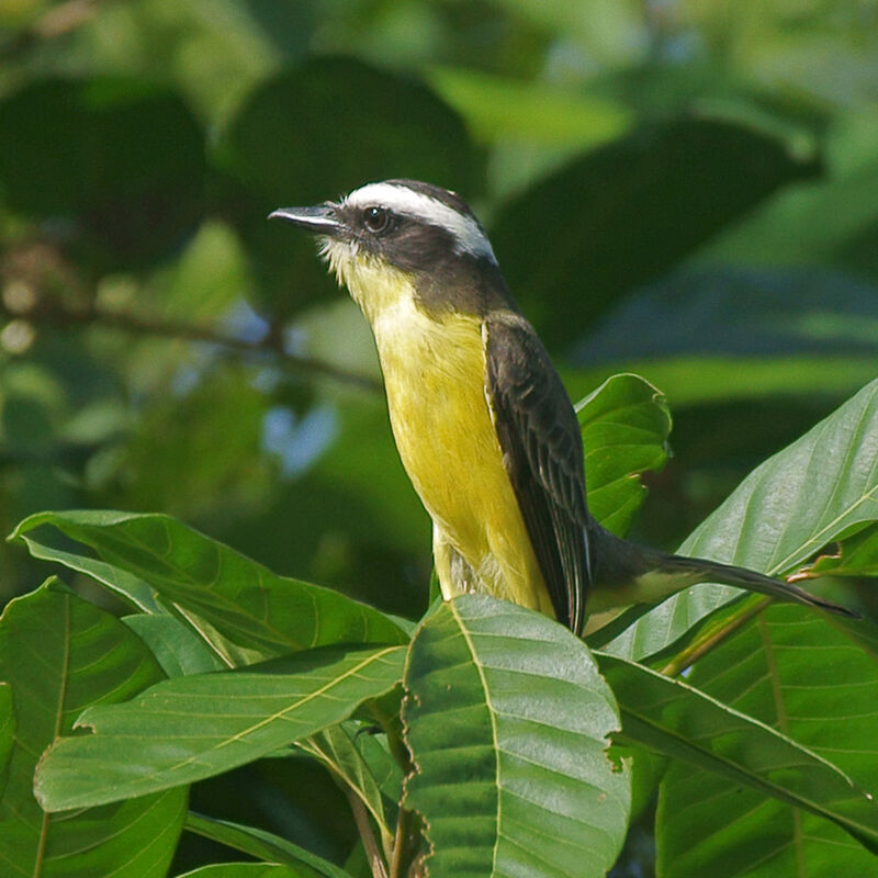 Yellow-throated Flycatcher