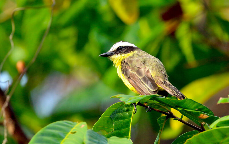 Yellow-throated Flycatcheradult