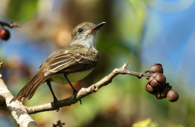 Brown-crested Flycatcher, identification