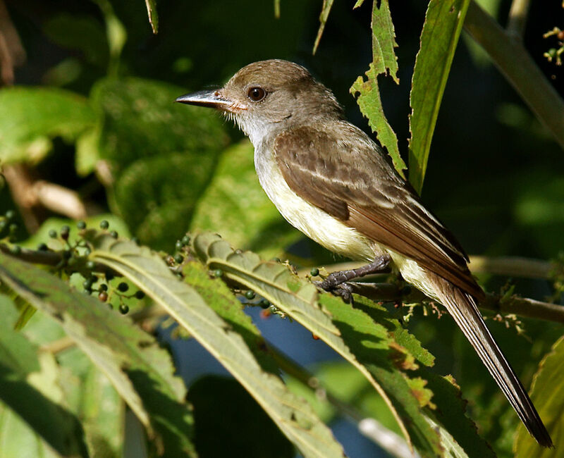 Brown-crested Flycatcher, identification