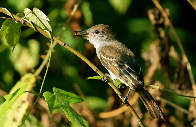 Brown-crested Flycatcher, identification