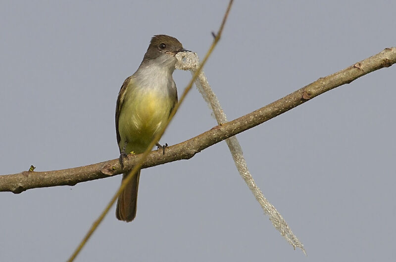 Brown-crested Flycatcheradult, Reproduction-nesting