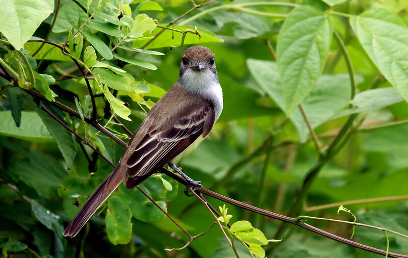 Brown-crested Flycatcher