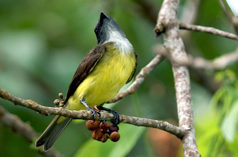 Sulphury Flycatcher, identification