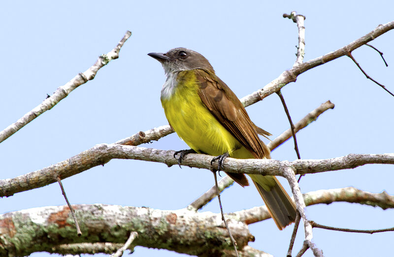 Sulphury Flycatcher