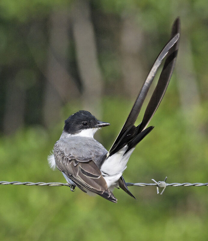 Fork-tailed Flycatcher male adult