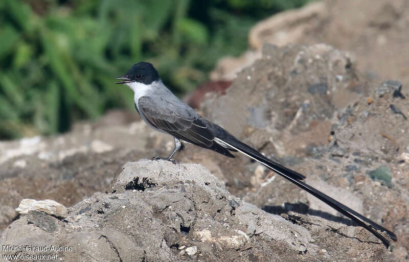 Tyran des savanes mâle adulte, identification