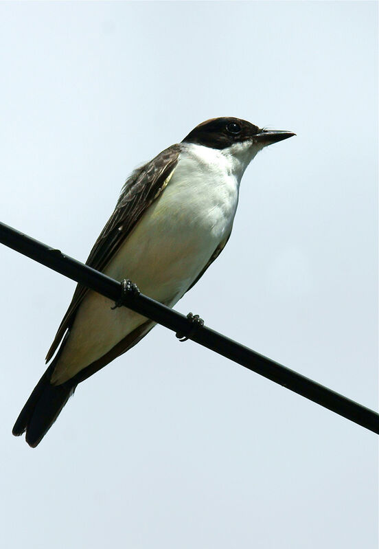 Fork-tailed Flycatcher