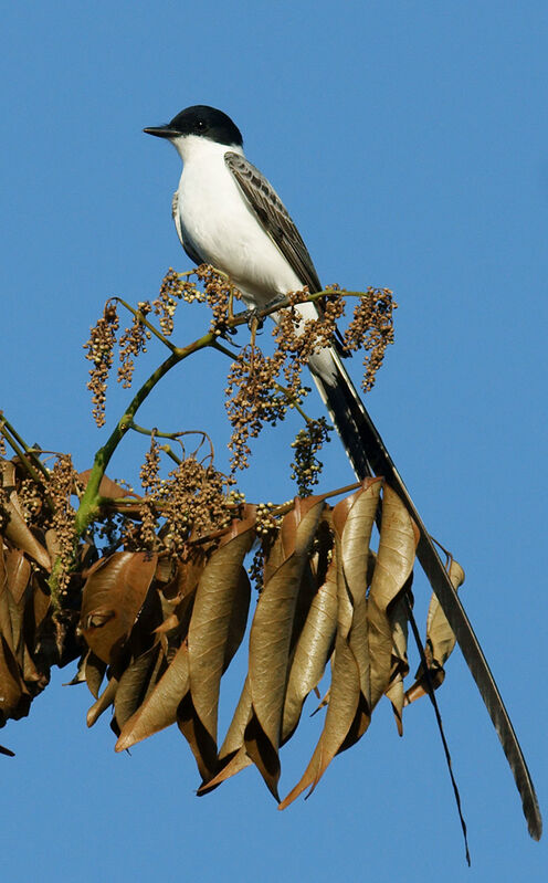 Fork-tailed Flycatcher male adult