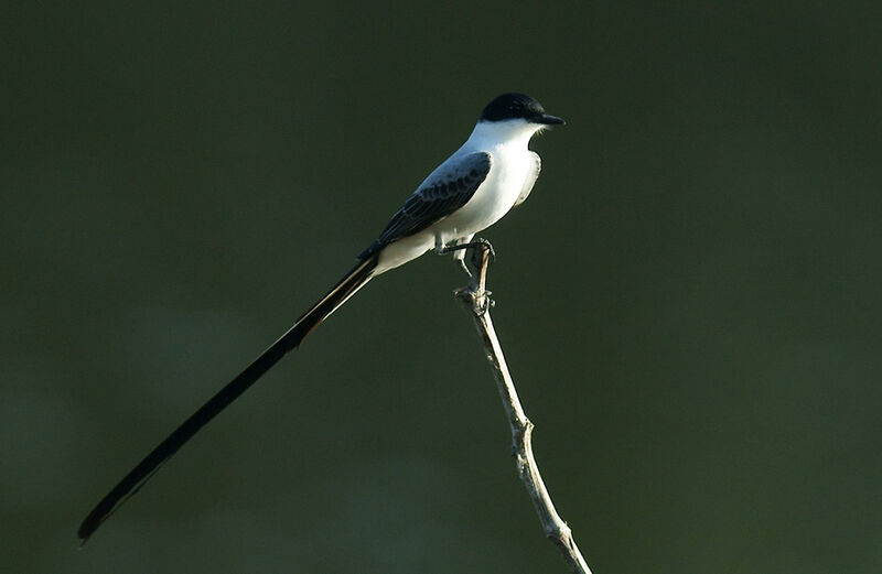 Fork-tailed Flycatcher male adult, identification