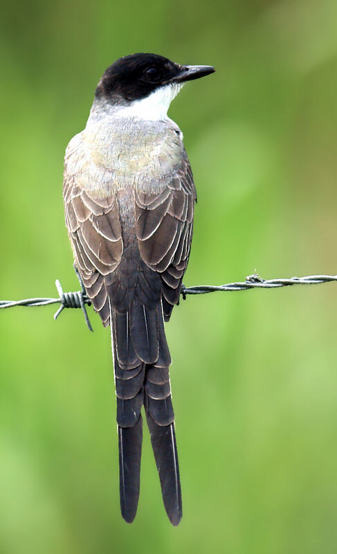 Fork-tailed Flycatcher