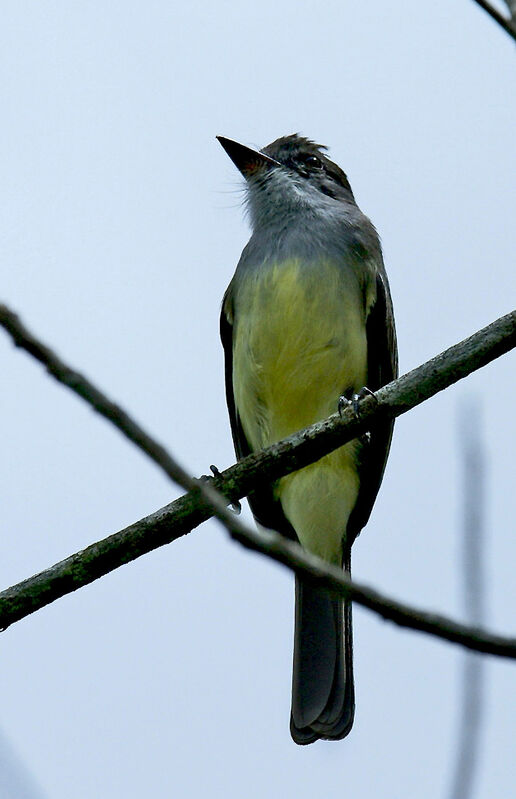 Short-crested Flycatcher