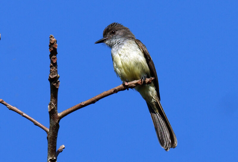 Short-crested Flycatcher, identification