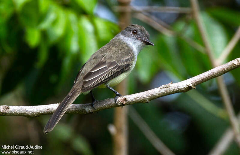 Tyran féroceadulte, identification