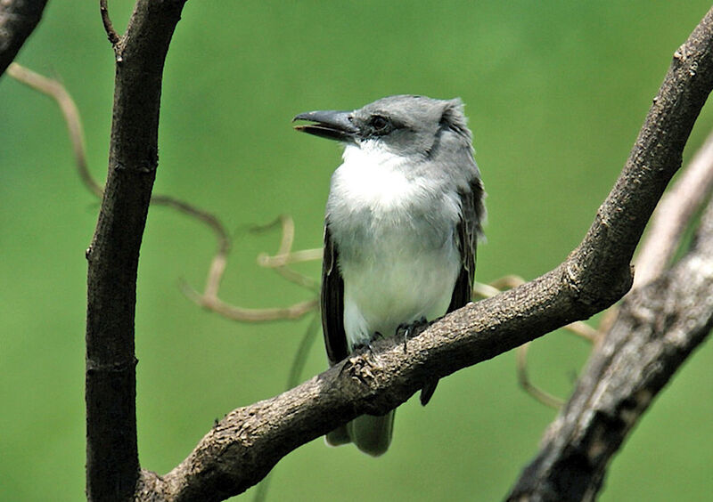 Grey Kingbird