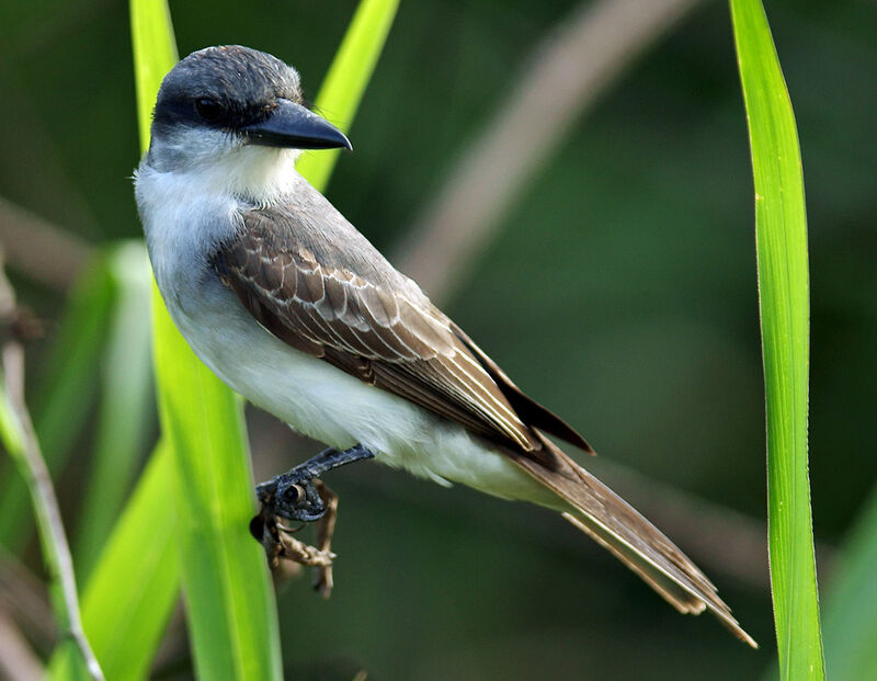 Grey Kingbird