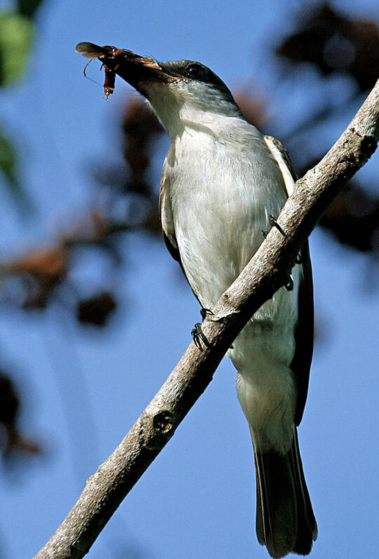 Grey Kingbird, feeding habits