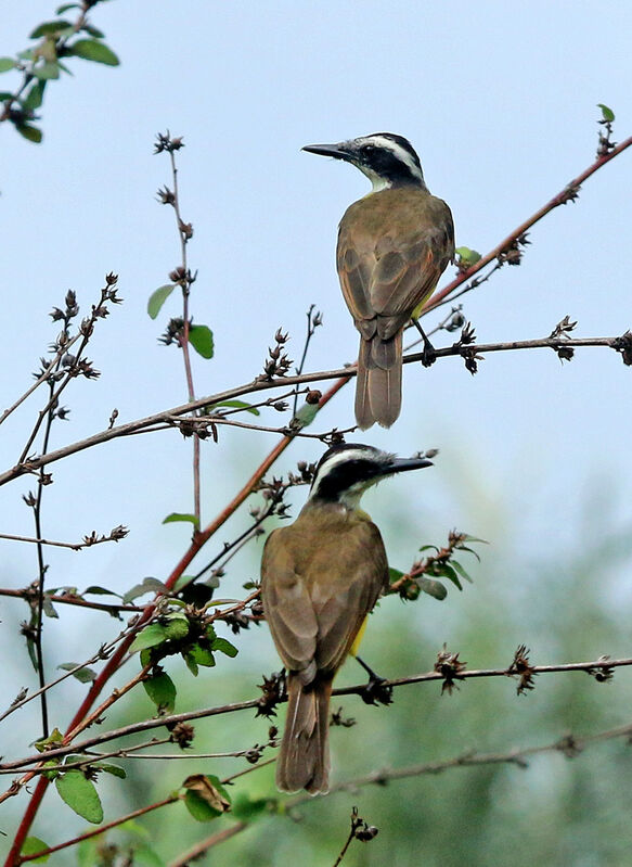 Lesser Kiskadee 