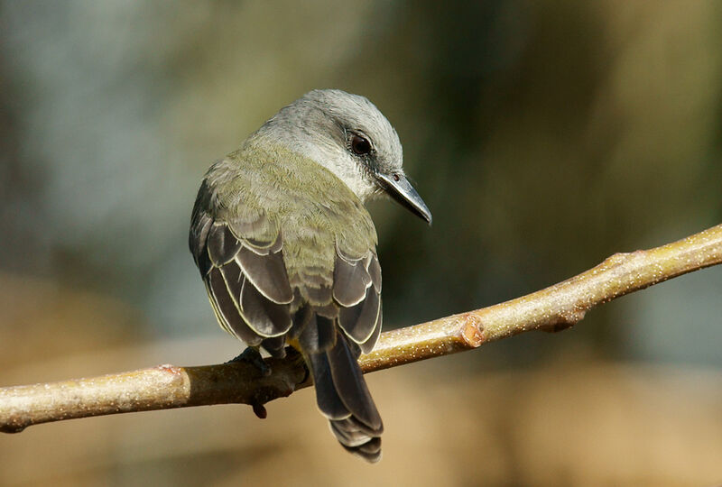 Tropical Kingbird