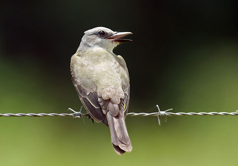 Tropical Kingbird