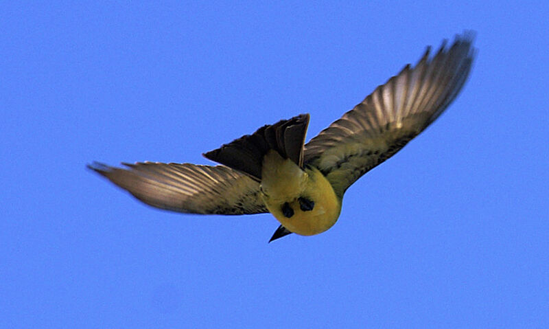 Tropical Kingbird