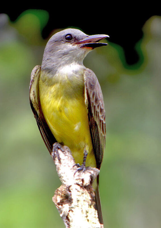 Tropical Kingbird