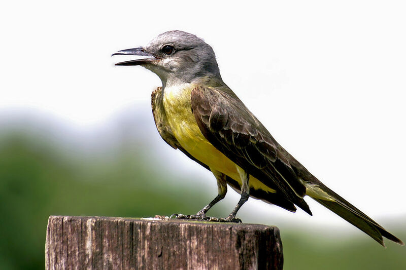 Tropical Kingbird