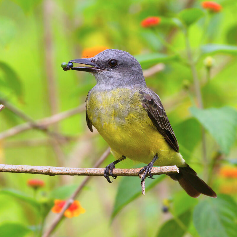 Tropical Kingbird, feeding habits