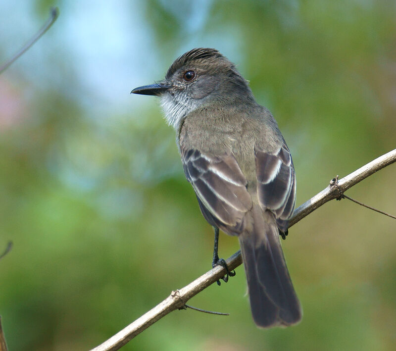 Dusky-capped Flycatcher