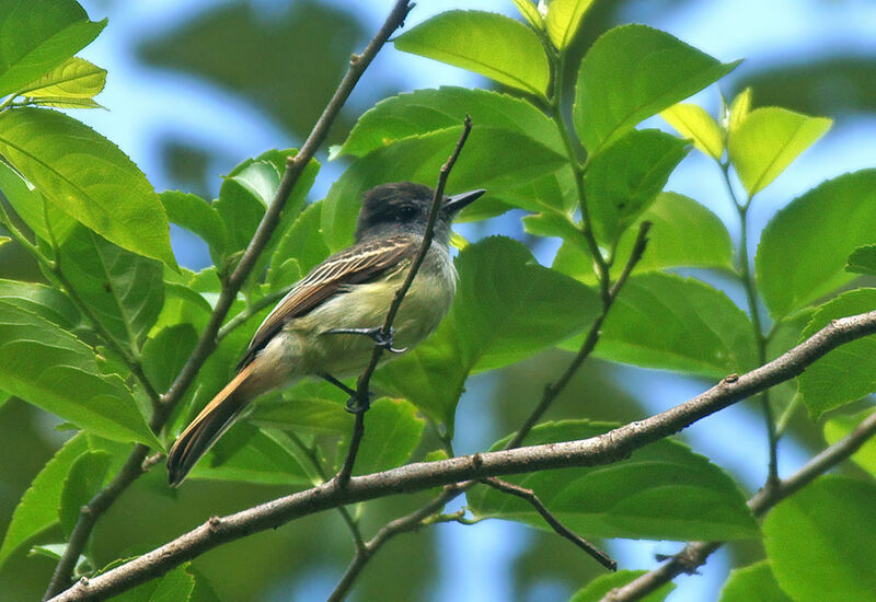 Dusky-capped Flycatcherjuvenile