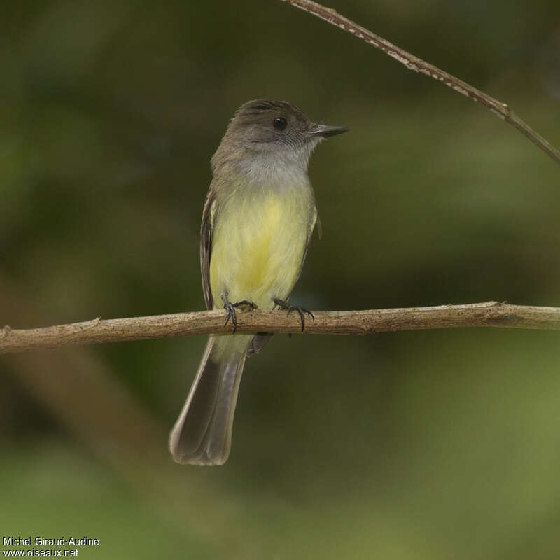 Dusky-capped Flycatcheradult