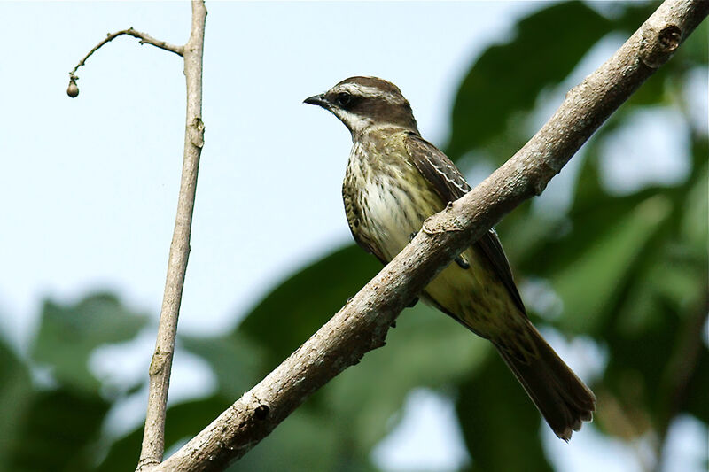 Piratic Flycatcher