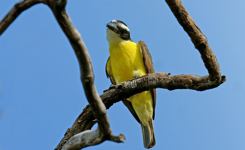 Boat-billed Flycatcher